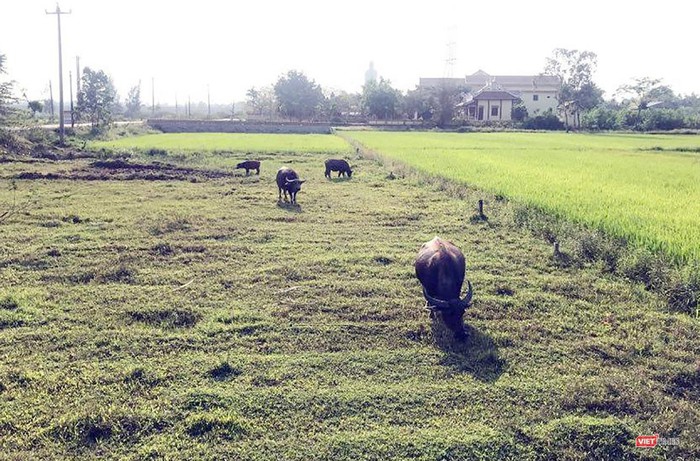 Hòa Vang "sốt" đất ảo, Chủ tịch huyện cảnh báo người dân tránh "sập bẫy" nhóm "cò"